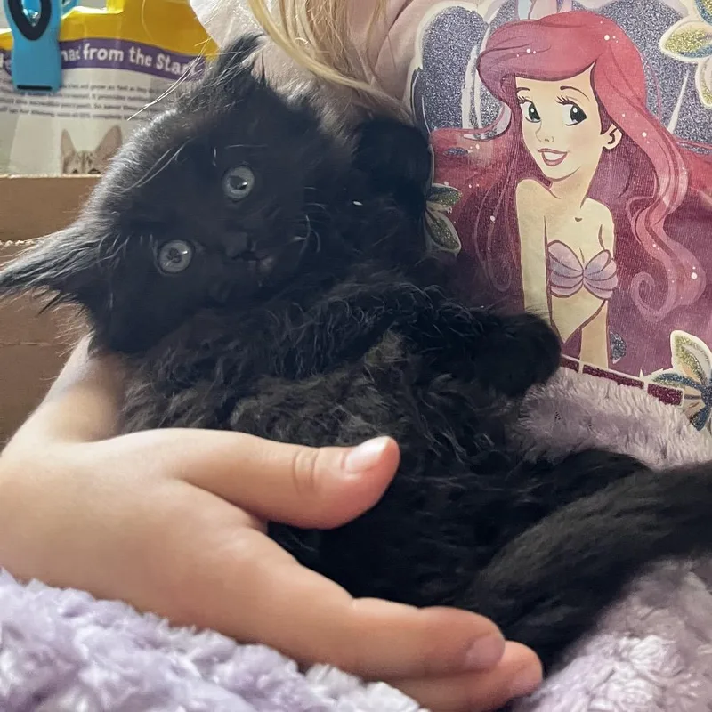 Honey Bear thumbnail 5