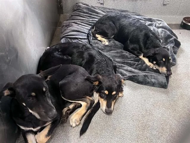 A baby small-sized male German Shepherd Dog dog named Yoshi for adoption in Tustin, CA