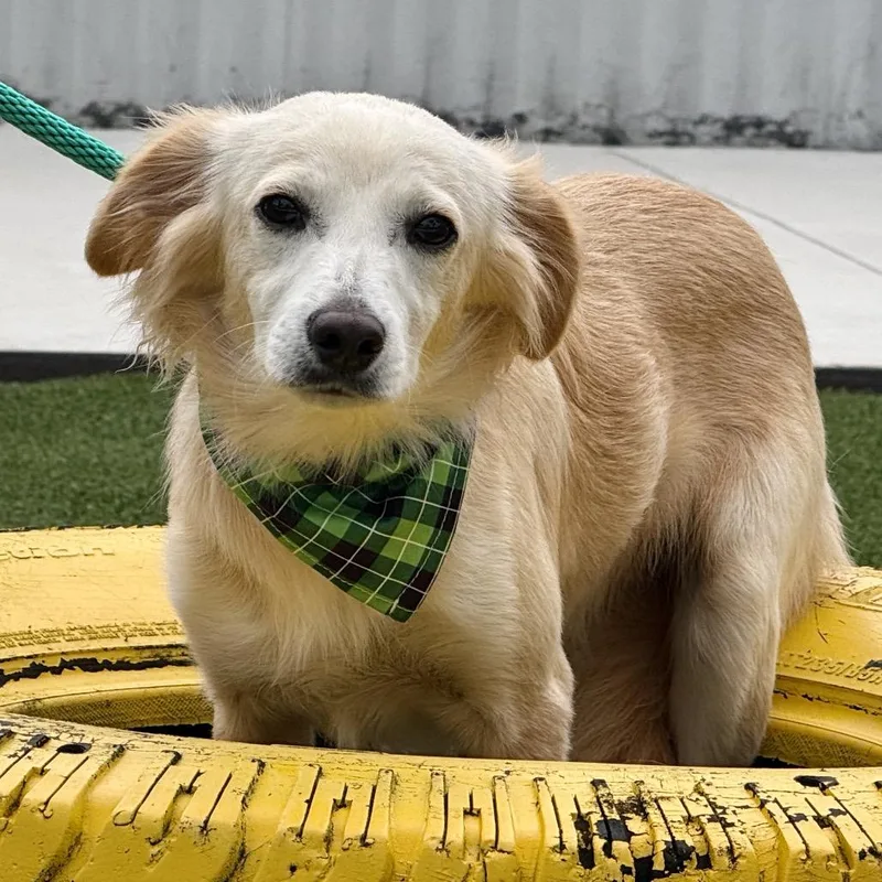 An adult small-sized male White / Cream Spaniel dog named Dexter for adoption in Hondo, TX