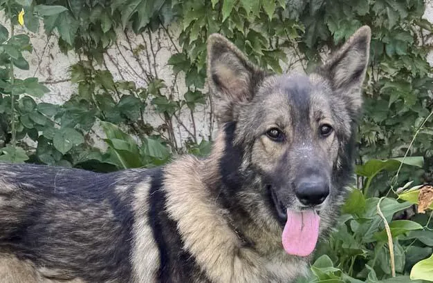 An adult large-sized male Bicolor German Shepherd Dog dog named Diesel for adoption in Newport Beach, CA