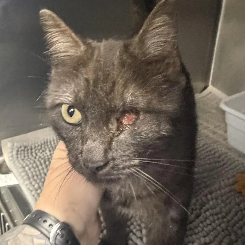 An adult small-sized female Black Domestic Short Hair cat named Mamba for adoption in Marion, VA