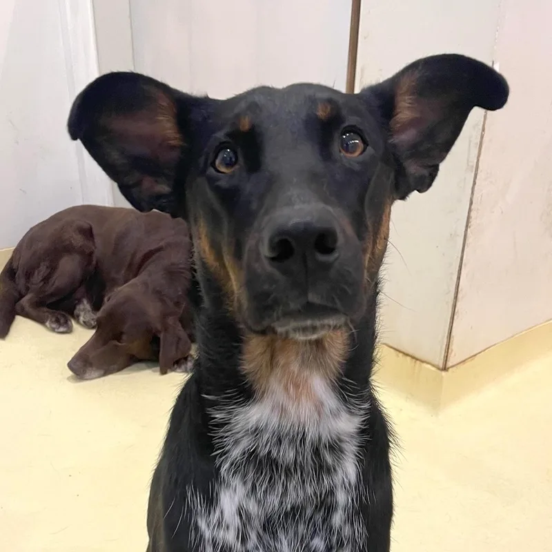A young medium-sized female Bicolor Cattle Dog dog named Peaches for adoption in Brooklyn, NY