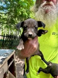 A baby medium-sized female Mixed Breed dog named Daisy for adoption in West Chester, PA