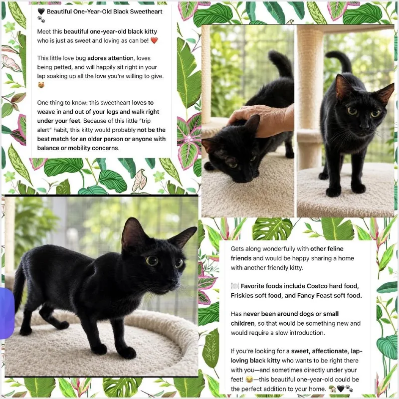 A young large-sized female Domestic Short Hair cat named Kieezee for adoption in Boston, MA