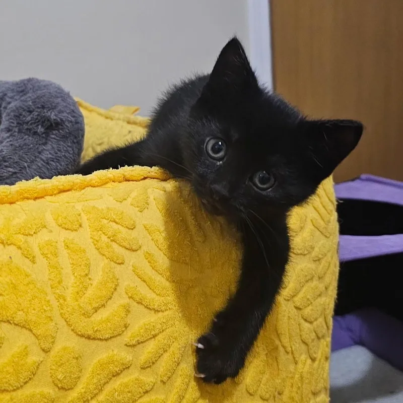 Benny thumbnail 2