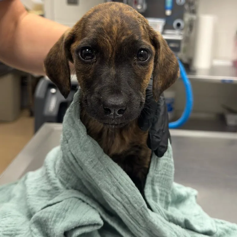 A baby small-sized female Brindle Terrier dog named Hope for adoption in Corpus Christi, TX