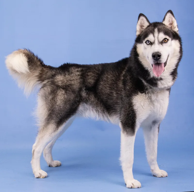 An adult large-sized male Husky dog named Maximo for adoption in Manassas, VA