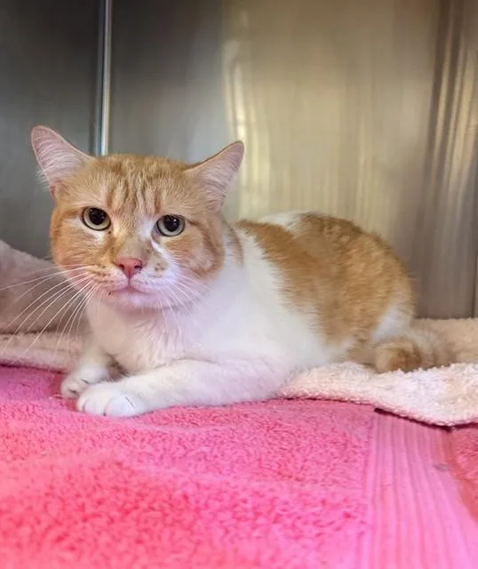 A young large-sized male Domestic Short Hair cat named P for adoption in Castaic, CA