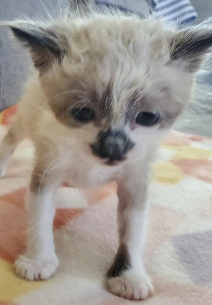 A baby small-sized male Siamese cat named Rocky Racoon for adoption in HUNTINGTON BEACH, CA