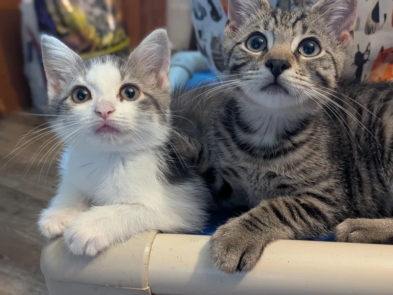 A baby medium-sized female Tabby (Gray / Blue / Silver) Domestic Short Hair cat named Penny for adoption in Morristown, NJ