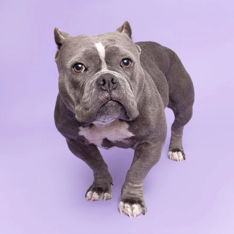 An adult medium-sized female Gray / Blue / Silver American Bulldog dog named Pearl for adoption in Franklin, TN