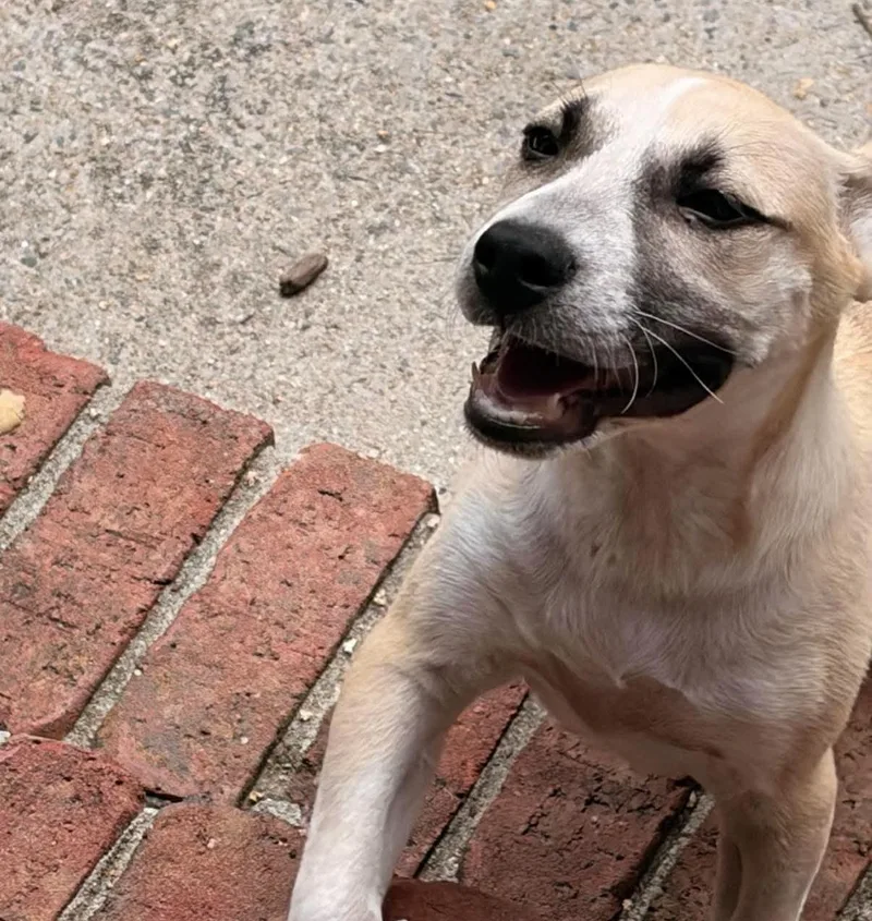 A baby medium-sized male Yellow / Tan / Blond / Fawn Hound dog named Khloe for adoption in Sanford, NC