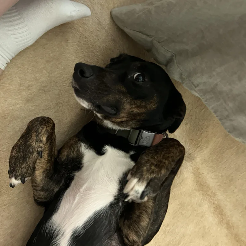 Sven