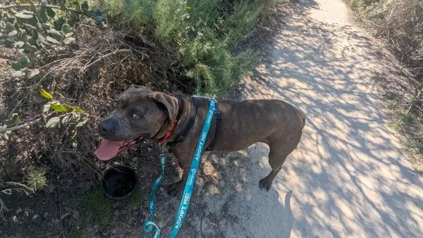 An adult large-sized female Cane Corso dog named Remi for adoption in Oceanside, CA