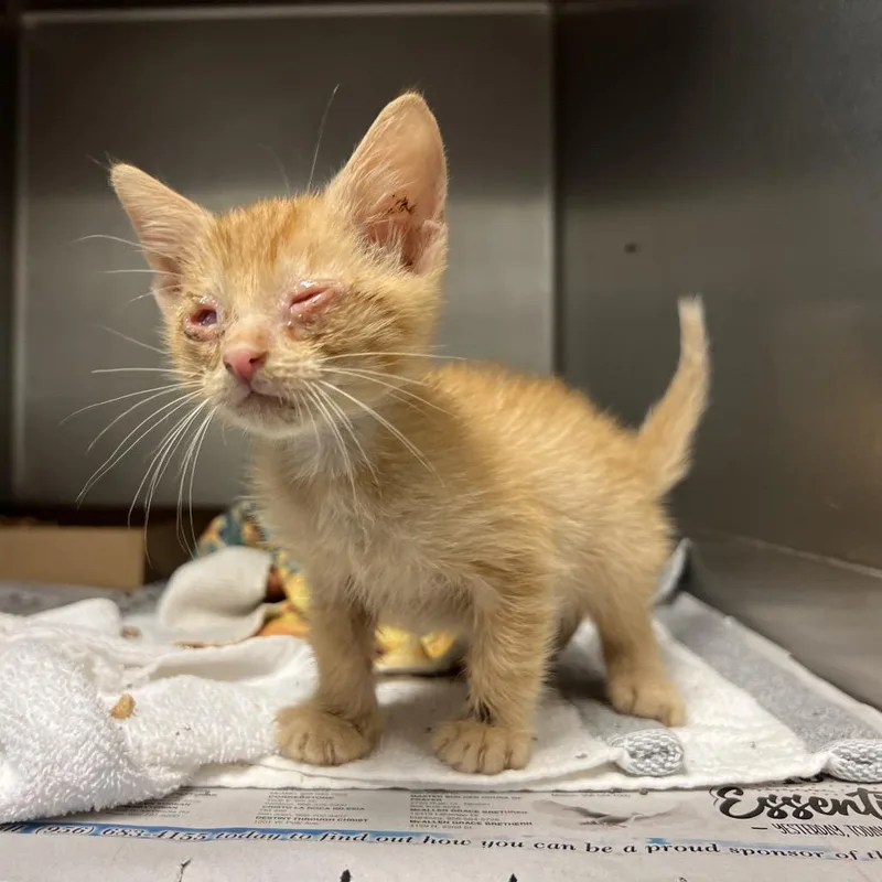 A baby small-sized male Domestic Short Hair cat named Braille for adoption in Edinburg, TX