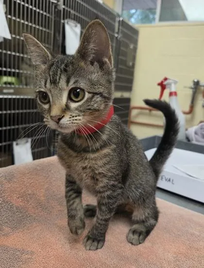 A baby small-sized female Domestic Short Hair cat named Raylee for adoption in Westland, MI