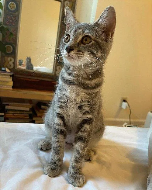 An adult small-sized female Domestic Short Hair cat named Frida for adoption in Brooklyn, NY