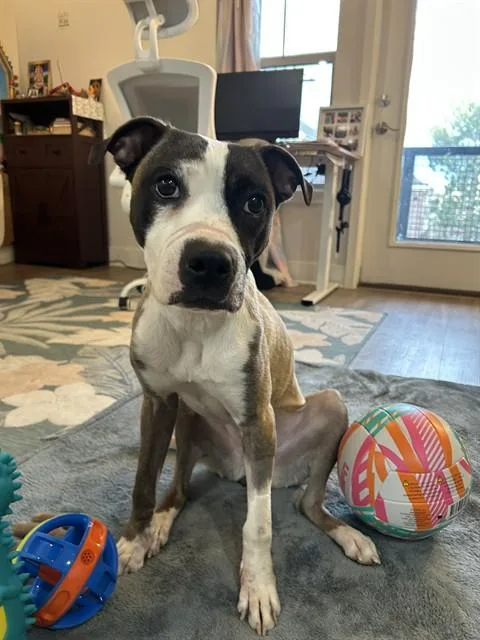 A young small-sized female Pit Bull Terrier dog named Sally for adoption in Denver, CO