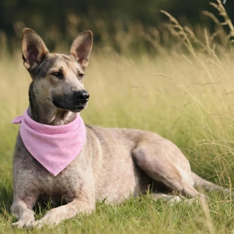 Dominique Gs thumbnail 2