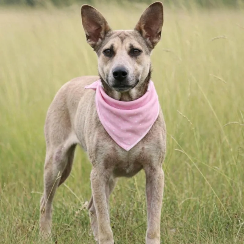 Dominique Gs thumbnail 4