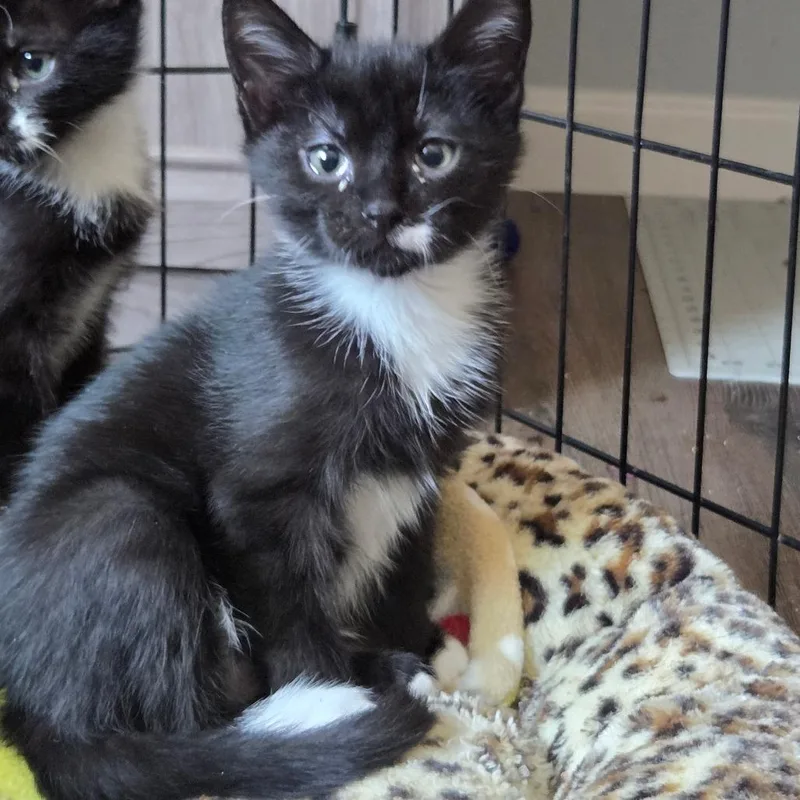 A baby small-sized male Black Domestic Short Hair cat named Kemper for adoption in Priest River, ID
