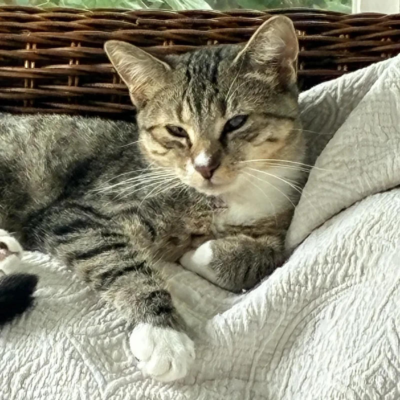 Darla