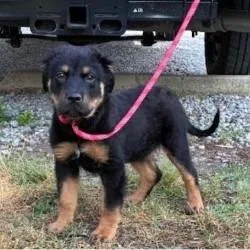 A baby small-sized male Rottweiler dog named Hershey for adoption in Fairfax, VA