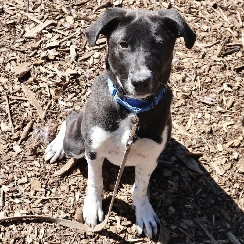 A baby medium-sized female Black Black Labrador Retriever dog named Kori for adoption in Briarcliff Manor, NY