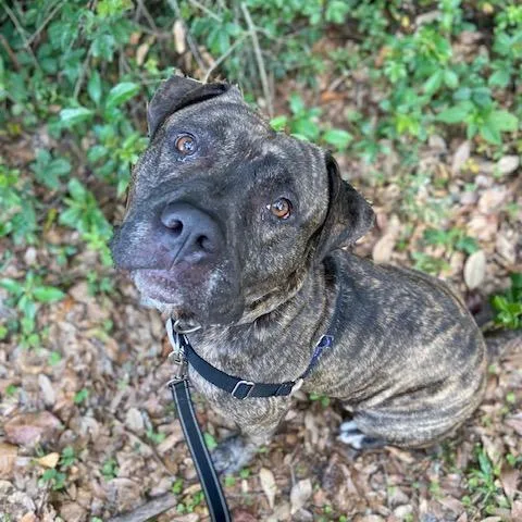An adult large-sized male Brindle Mixed Breed dog named Peanut for adoption in Jacksonville, FL