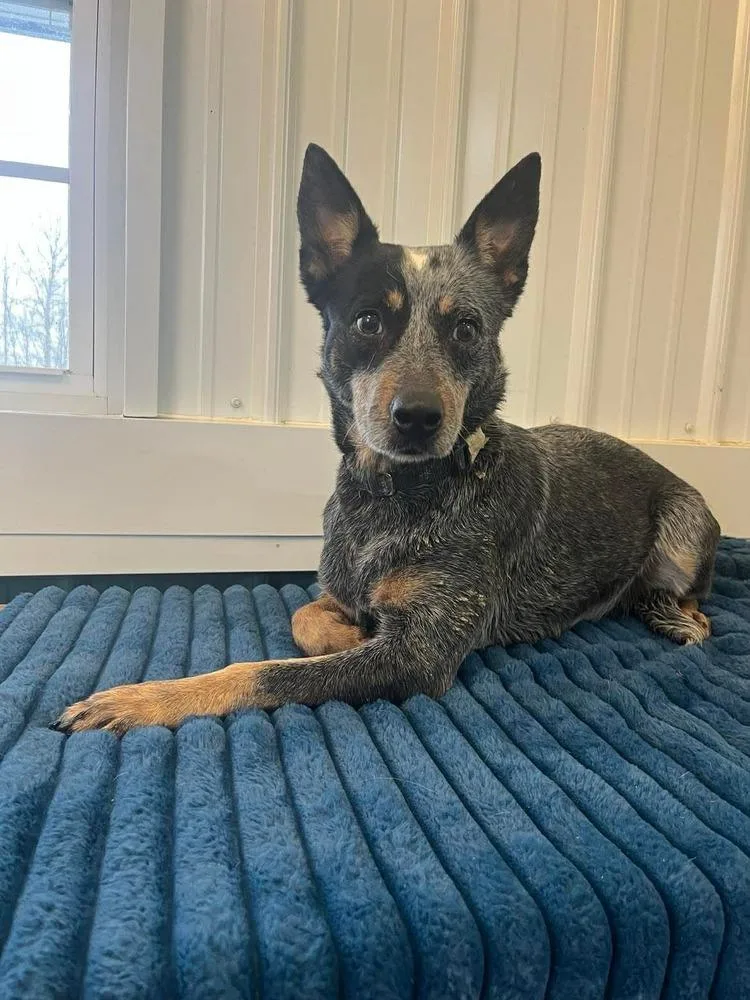 An adult medium-sized female Australian Cattle Dog / Blue Heeler dog named Luna for adoption in Osgood, IN