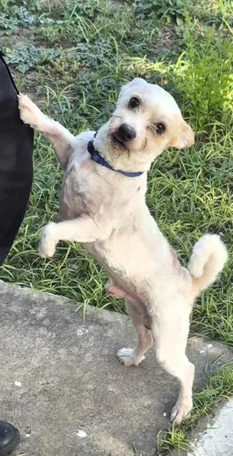 An adult small-sized male Terrier dog named Dexter for adoption in San Antonio, TX