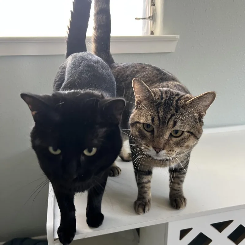 An adult medium-sized male Black Domestic Short Hair cat named Tofu + Boba for adoption in Beaumont, TX