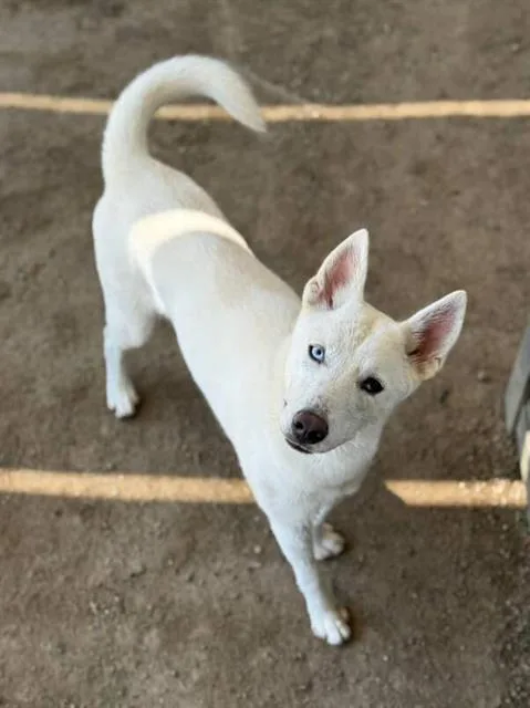A young medium-sized female Siberian Husky dog named Mia for adoption in Riverside, CA