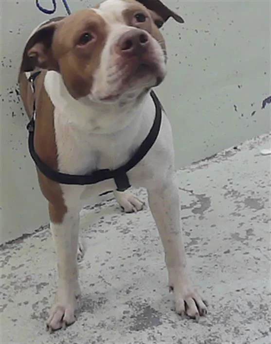 An adult large-sized male Staffordshire Bull Terrier dog named Noodle for adoption in Houston, TX