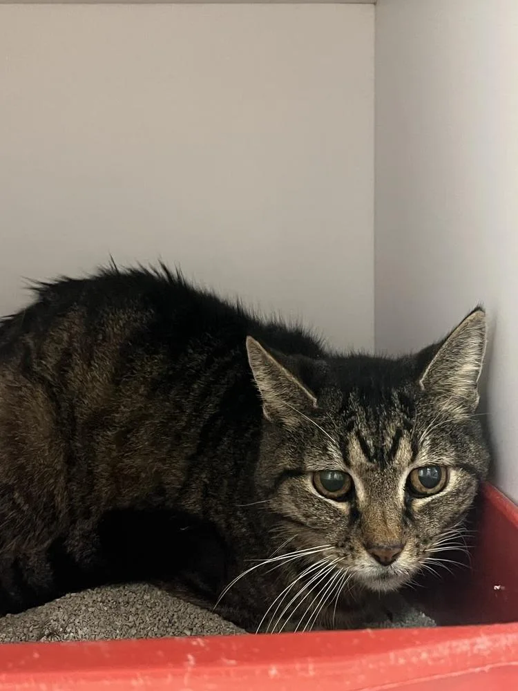 Ol' Yeller thumbnail 2