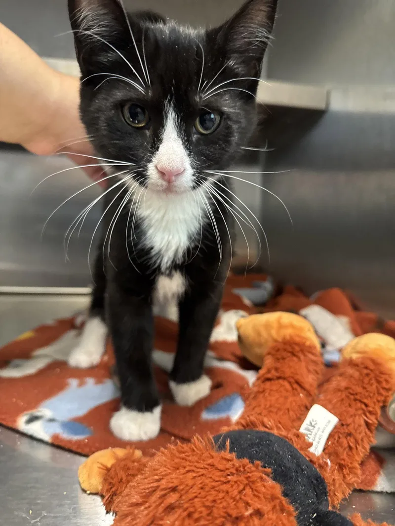 A young small-sized male Black & White / Tuxedo Domestic Short Hair cat named Checkers for adoption in Hilton Head Island, SC