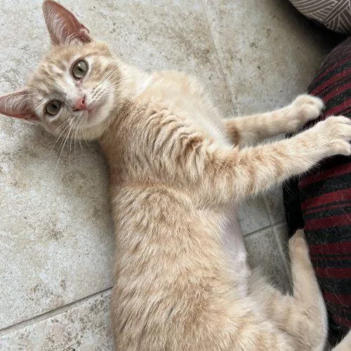 Cheeze It thumbnail 2