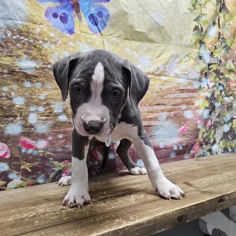 A baby medium-sized male Gray / Blue / Silver Boxer dog named Cosmo for adoption in Normal, IL