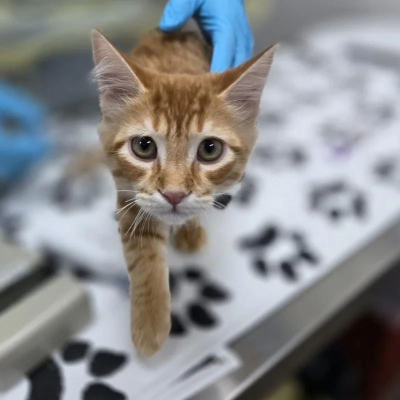 A baby small-sized male Orange / Red Domestic Medium Hair cat named Frankenstein for adoption in Incline Village, NV