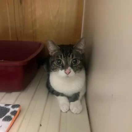 An adult small-sized male Black Domestic Short Hair cat named Bojangles for adoption in Enterprise, AL