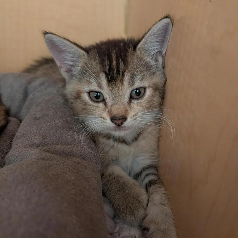 A baby small-sized female Torbie Domestic Short Hair cat named Kitchen Sink for adoption in Washington Township, OH