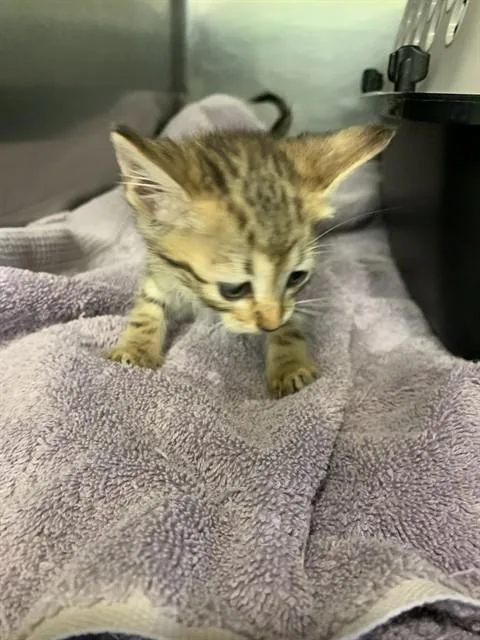 A baby small-sized female Domestic Short Hair cat named Jupiter for adoption in Grand Prairie, TX