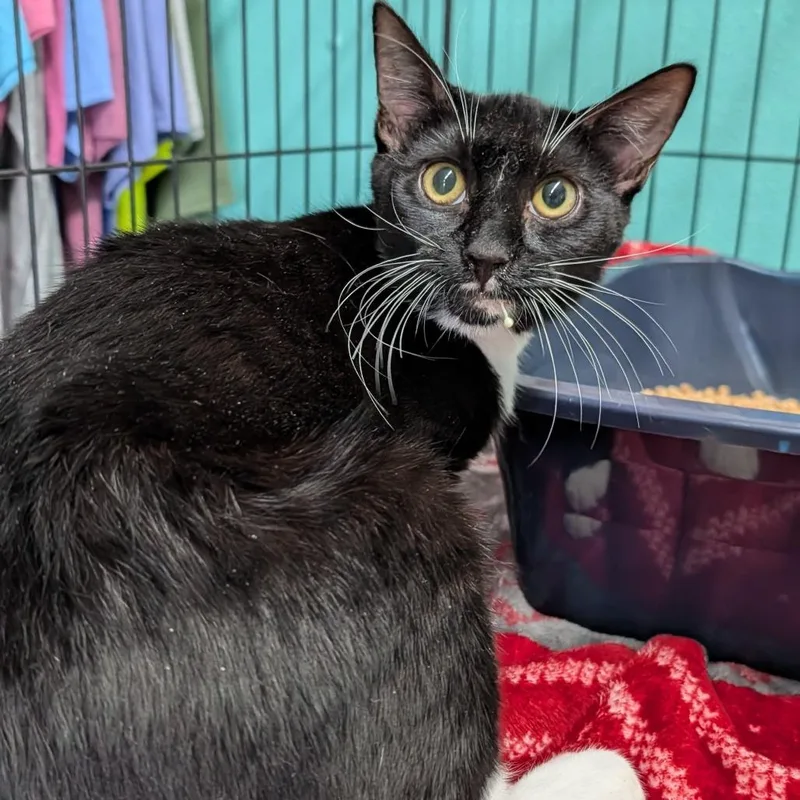 A young medium-sized male Domestic Short Hair cat named Thumper for adoption in Jefferson city, TN