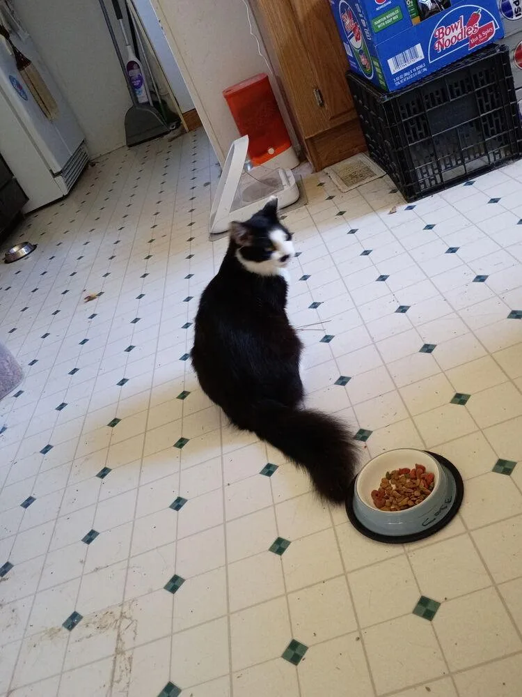 A baby medium-sized male Domestic Short Hair cat named Raven for adoption in Salisbury, NC