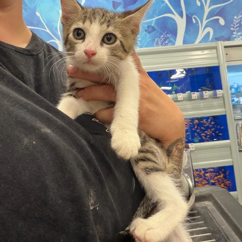 A baby small-sized male Brown / Chocolate Domestic Short Hair cat named Barrel for adoption in Melrose, FL