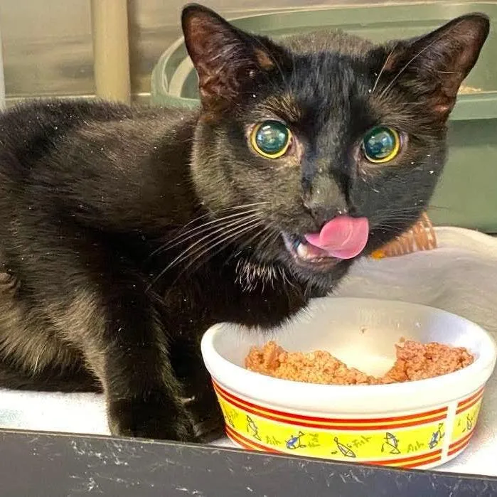 An adult large-sized male Black Domestic Short Hair cat named Bombi for adoption in Rock Falls, IL