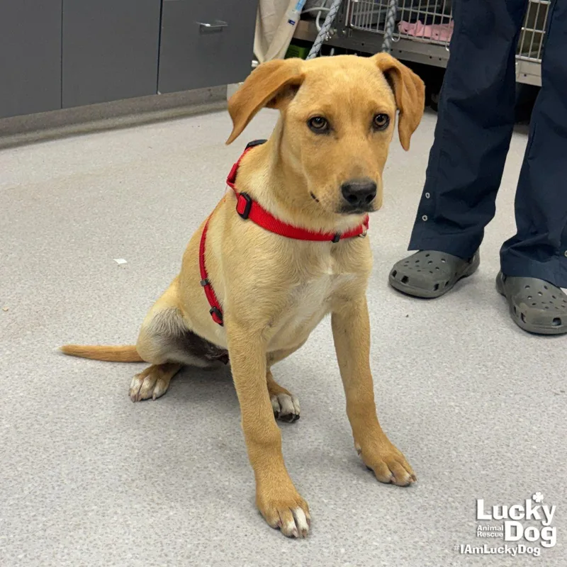 A baby large-sized female Labrador Retriever dog named Vivian for adoption in Washington, DC