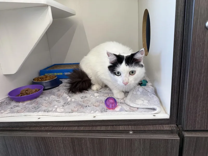 An adult medium-sized female Black Domestic Medium Hair cat named Fluffer Nutter for adoption in Philadelphia, PA