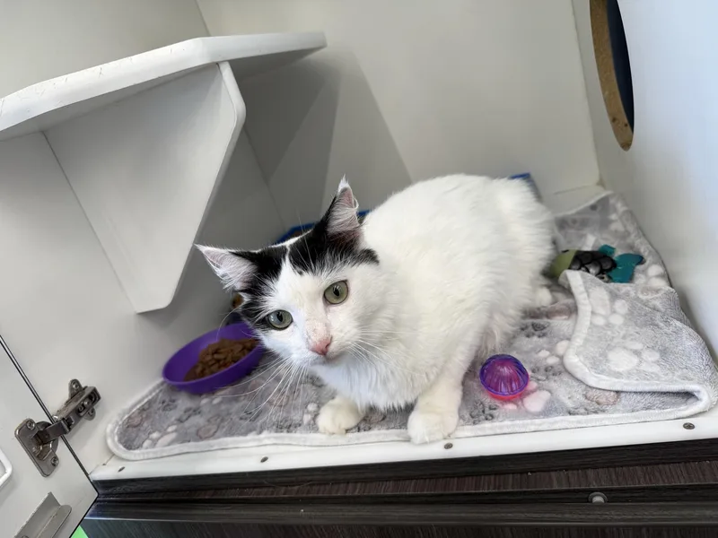 Fluffer Nutter thumbnail 2