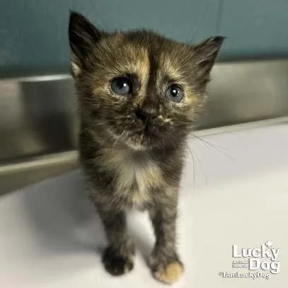 A baby medium-sized female Domestic Short Hair cat named Bitty Poppy for adoption in Washington, DC